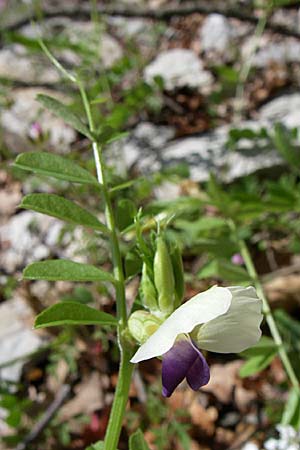 Vicia barbazitae \ Dr�sige Wicke, GR Zagoria, Vikos - Schlucht 15.5.2008