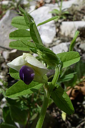 Vicia barbazitae \ Dr�sige Wicke, GR Zagoria, Vikos - Schlucht 15.5.2008