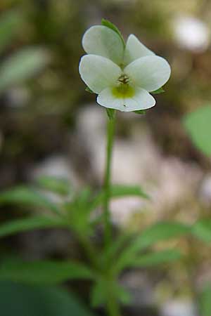 Viola kitaibeliana \ Kleines Stiefmtterchen / Dwarf Pansy, GR Zagoria, Vikos - Schlucht / Gorge 15.5.2008