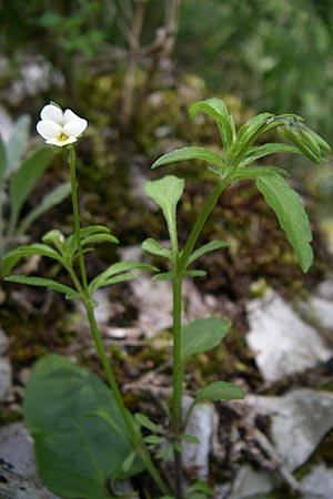 Viola kitaibeliana \ Kleines Stiefmtterchen / Dwarf Pansy, GR Zagoria, Vikos - Schlucht / Gorge 15.5.2008