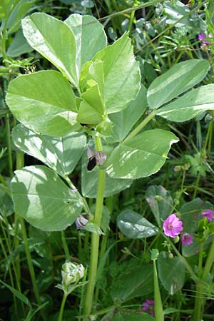 Vicia faba \ Sau-Bohne, Acker-Bohne / Broad Bean, Field Bean, GR Zagoria, Mikro Papingko 17.5.2008