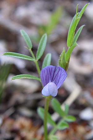 Vicia lathyroides \ Frhlings-Zwergwicke / Spring Vetch, GR Zagoria, Mikro Papingko 17.5.2008