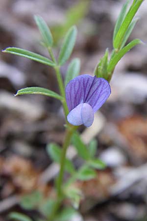 Vicia lathyroides \ Frhlings-Zwergwicke / Spring Vetch, GR Zagoria, Mikro Papingko 17.5.2008