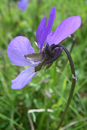 Viola epirota \ Epirus-Veilchen / Epirus Violet, GR Timfi 17.5.2008