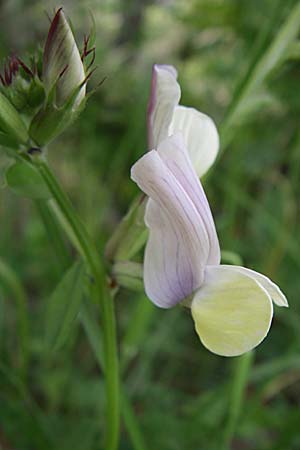 Vicia grandiflora \ Grobltige Wicke / Showy Vetch, GR Zagoria, Mikro Papingko 17.5.2008
