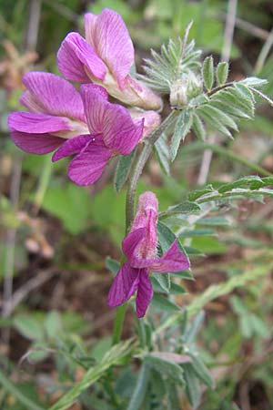 Vicia pannonica subsp. striata \ Gestreifte Wicke / Hungarian Vetch, GR Peloponnes, Zarouchla Tal / Valley 19.5.2008