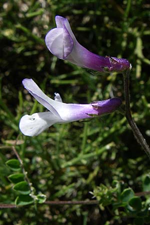 Vicia villosa subsp. microphylla \ Kleinblttige Wicke / Small-Leaved Fodder Vetch, GR Parnitha 22.5.2008
