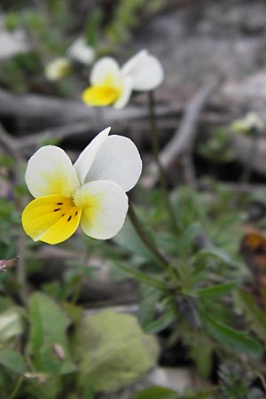 Viola hymettia \ Hymettos-Veilchen / Hymettos Violet, GR Parnitha 3.4.2013