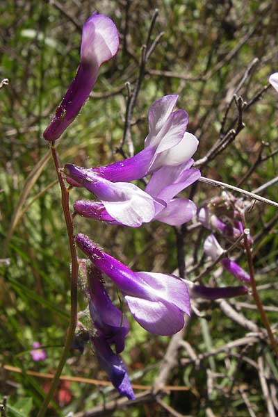Vicia villosa subsp. microphylla \ Kleinblttige Wicke / Small-Leaved Fodder Vetch, GR Hymettos 4.4.2013