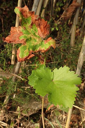 Vitis vinifera \ Weinrebe / Grape Vine, GR Euboea (Evia), Neos Pirgos 25.8.2017