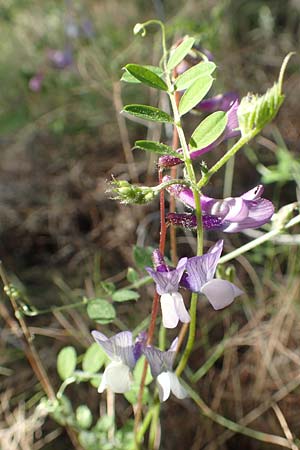 Vicia villosa \ Zottel-Wicke, Zottige Wicke / Hairy Vetch, GR Hymettos 23.3.2019