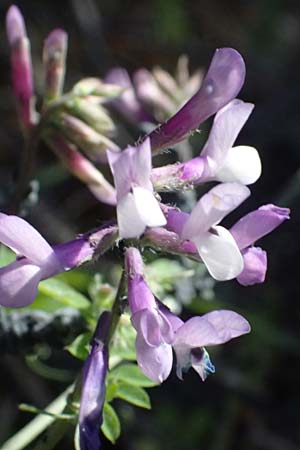 Vicia villosa subsp. microphylla \ Kleinblttige Wicke / Small-Leaved Fodder Vetch, GR Hymettos 11.4.2024