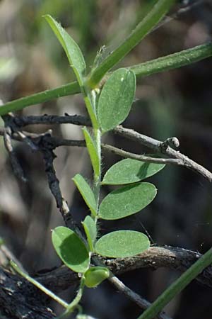 Vicia villosa subsp. microphylla \ Kleinblttige Wicke / Small-Leaved Fodder Vetch, GR Hymettos 11.4.2024