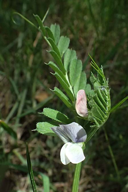 Vicia sativa subsp. incisa ? \ Eingeschnittene Wicke, GR Peloponnes, Saitas 19.5.2024