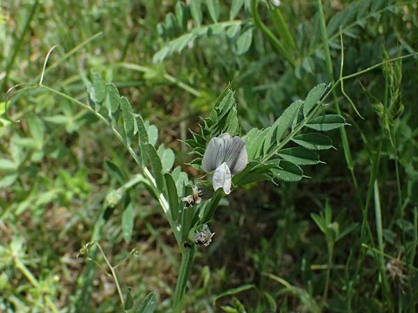 Vicia sativa subsp. incisa ? \ Eingeschnittene Wicke, GR Peloponnes, Saitas 19.5.2024