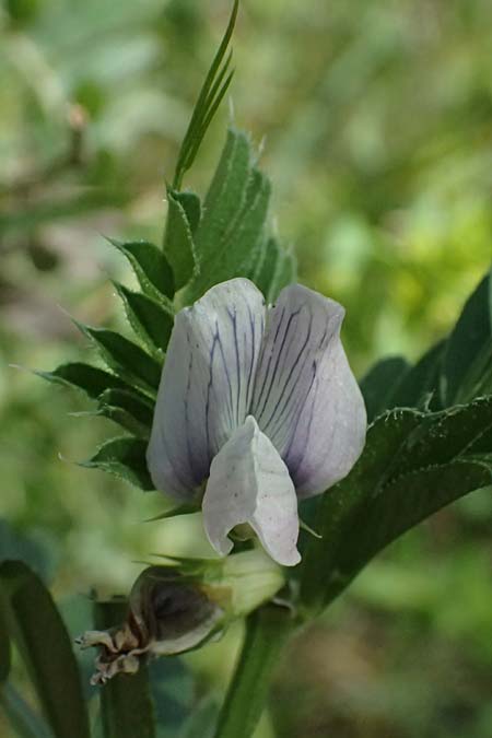 Vicia sativa subsp. incisa ? \ Eingeschnittene Wicke, GR Peloponnes, Saitas 19.5.2024