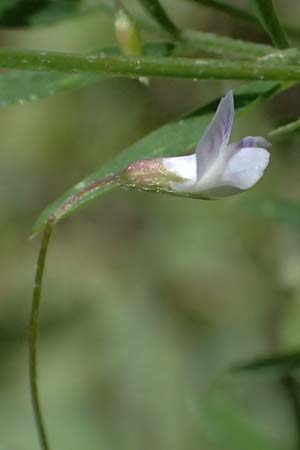 Ervum tetraspermum \ Viersamige Wicke / Smooth Tare, GR Peloponnes, Chelmos, Limni Doxa 22.5.2024