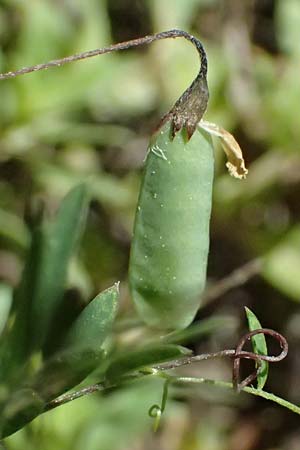 Ervum tetraspermum \ Viersamige Wicke / Smooth Tare, GR Peloponnes, Chelmos, Limni Doxa 22.5.2024