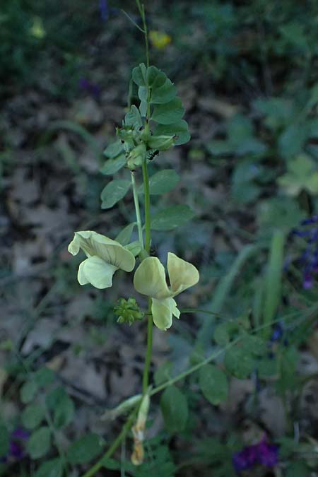 Vicia grandiflora \ Grobltige Wicke / Showy Vetch, GR Peloponnes, Chelmos, Limni Doxa 22.5.2024