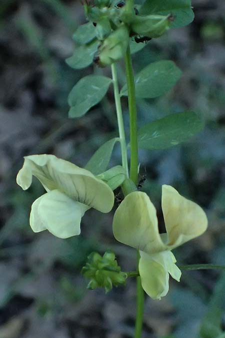Vicia grandiflora \ Grobltige Wicke / Showy Vetch, GR Peloponnes, Chelmos, Limni Doxa 22.5.2024