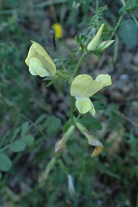 Vicia grandiflora \ Grobltige Wicke / Showy Vetch, GR Peloponnes, Chelmos, Limni Doxa 22.5.2024