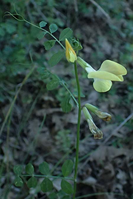 Vicia grandiflora \ Grobltige Wicke / Showy Vetch, GR Peloponnes, Chelmos, Limni Doxa 22.5.2024