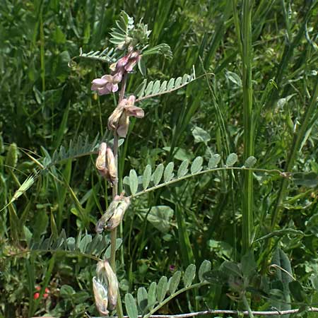 Vicia pannonica subsp. striata \ Gestreifte Wicke / Hungarian Vetch, GR Peloponnes, Kalavryta 23.5.2024