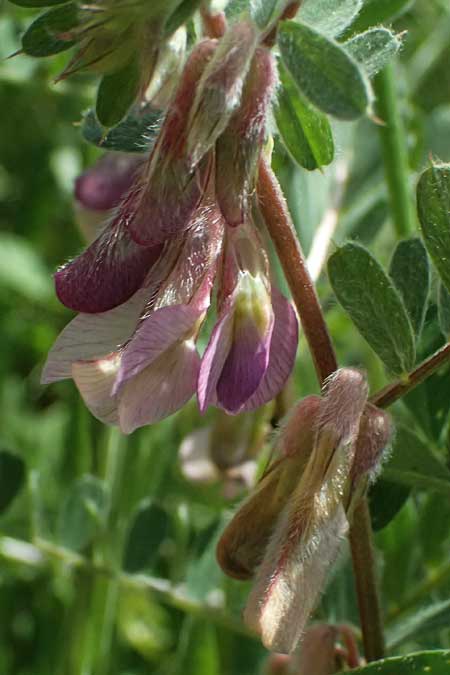 Vicia pannonica subsp. striata \ Gestreifte Wicke / Hungarian Vetch, GR Peloponnes, Kalavryta 23.5.2024