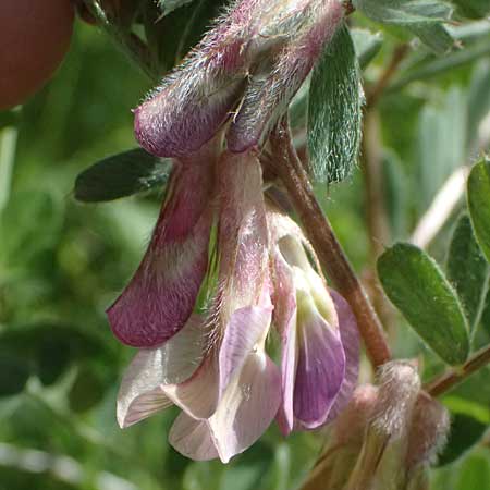Vicia pannonica subsp. striata \ Gestreifte Wicke / Hungarian Vetch, GR Peloponnes, Kalavryta 23.5.2024