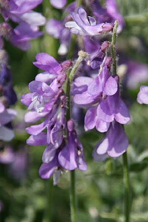 Vicia sibthorpii \ Sibthorps Wicke, GR Korinth 26.4.2014 (Photo: Gisela Nikolopoulou)