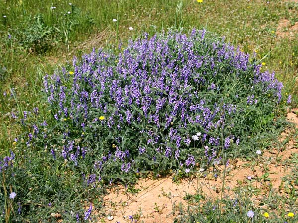 Vicia sibthorpii \ Sibthorps Wicke, GR Korinth 26.4.2014 (Photo: Gisela Nikolopoulou)