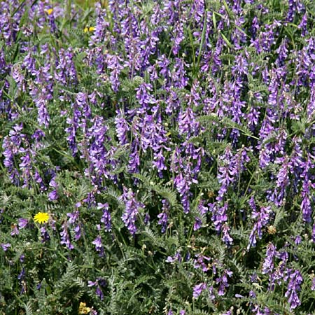 Vicia sibthorpii \ Sibthorps Wicke, GR Korinth 26.4.2014 (Photo: Gisela Nikolopoulou)