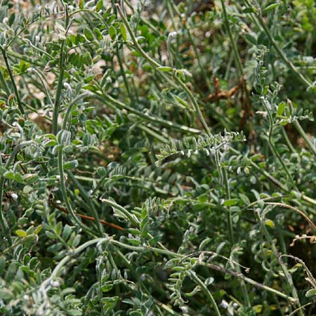 Vicia sibthorpii \ Sibthorps Wicke, GR Korinth 26.4.2014 (Photo: Gisela Nikolopoulou)