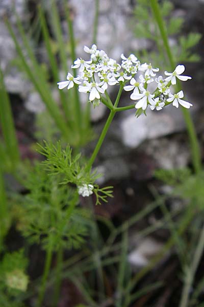Scandix pecten-veneris \ Echter Venuskamm / Shepherd's Needle, GR Dodoni 14.5.2008