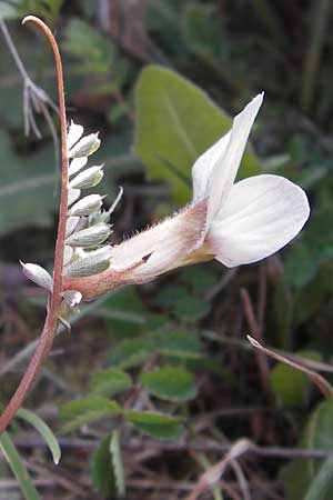 Vicia lutea \ Gelbe Wicke / Yellow Vetch, GR Peloponnes, Manthirea 1.4.2013