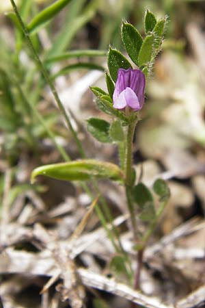 Vicia lathyroides \ Frhlings-Zwergwicke / Spring Vetch, GR Parnitha 3.4.2013