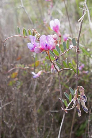 Vicia cretica \ Kretische Wicke, GR Hymettos 2.4.2013