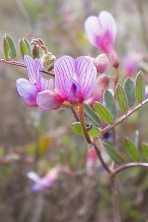Vicia cretica \ Kretische Wicke, GR Hymettos 2.4.2013