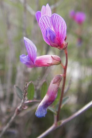Vicia cretica \ Kretische Wicke, GR Hymettos 2.4.2013