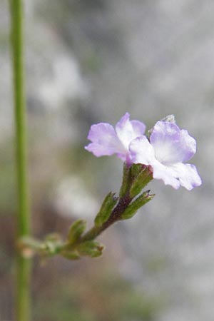 Verbena officinalis \ Gewhnliches Eisenkraut / Vervain, GR Parnitha 1.9.2014