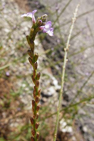 Verbena officinalis \ Gewhnliches Eisenkraut / Vervain, GR Parnitha 1.9.2014