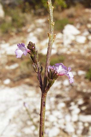 Verbena officinalis \ Gewhnliches Eisenkraut / Vervain, GR Parnitha 1.9.2014