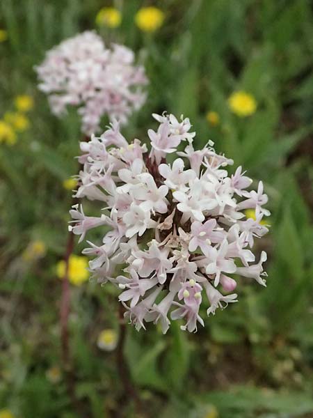 Valeriana tuberosa \ Knolliger Baldrian / Tuberous Valerian, GR Peloponnes, Chelmos 18.5.2024