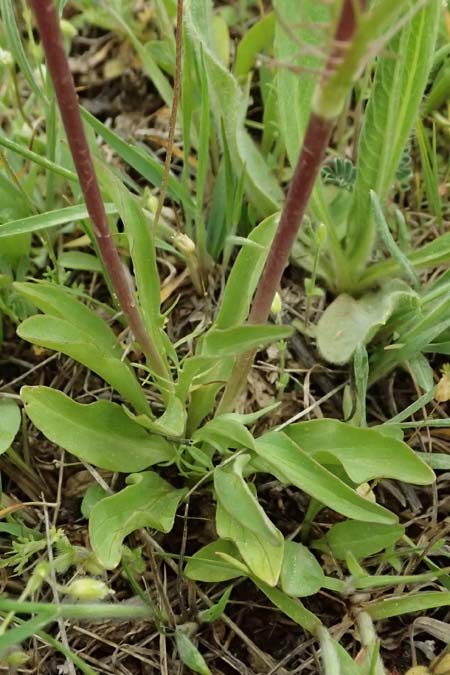 Valeriana tuberosa \ Knolliger Baldrian / Tuberous Valerian, GR Peloponnes, Chelmos 18.5.2024
