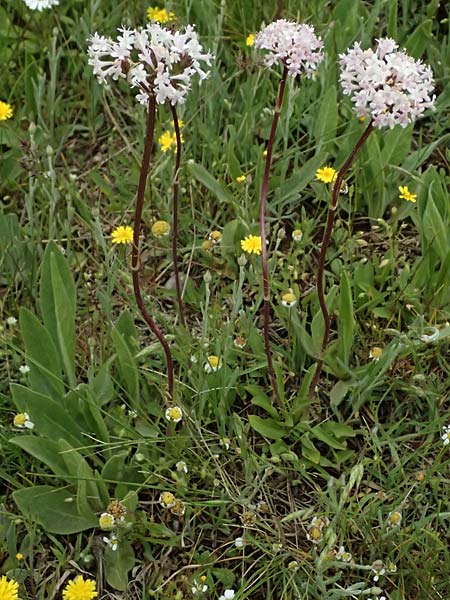 Valeriana tuberosa \ Knolliger Baldrian / Tuberous Valerian, GR Peloponnes, Chelmos 18.5.2024