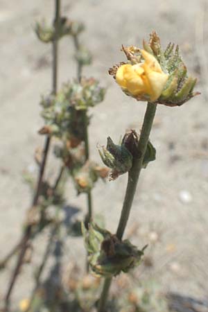 Verbascum pinnatifidum \ Halbgefiederte K�nigskerze / Pinnate-Leaved Mullein, GR Euboea (Evia), Kanatadika 25.8.2017