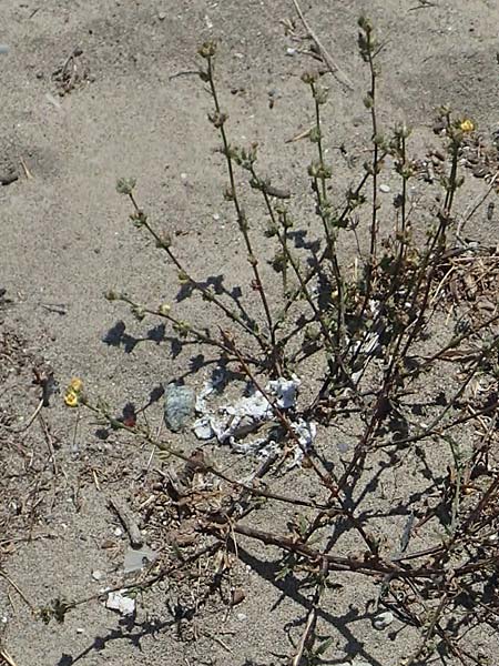 Verbascum pinnatifidum \ Halbgefiederte K�nigskerze / Pinnate-Leaved Mullein, GR Euboea (Evia), Kanatadika 25.8.2017