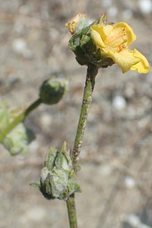 Verbascum pinnatifidum \ Halbgefiederte K�nigskerze / Pinnate-Leaved Mullein, GR Euboea (Evia), Kanatadika 25.8.2017