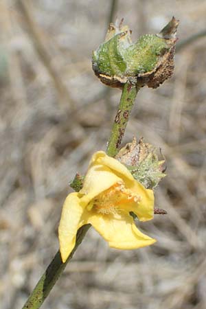 Verbascum pinnatifidum \ Halbgefiederte K�nigskerze / Pinnate-Leaved Mullein, GR Euboea (Evia), Kanatadika 25.8.2017