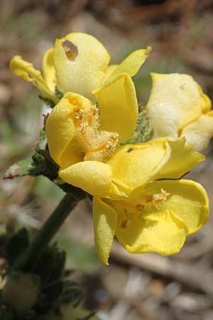 Verbascum pinnatifidum \ Halbgefiederte K�nigskerze / Pinnate-Leaved Mullein, GR Euboea (Evia), Kanatadika 25.8.2017